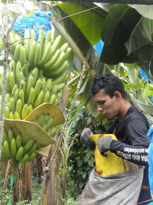 Teil 1: Ausgezeichnete&nbsp;Bananen